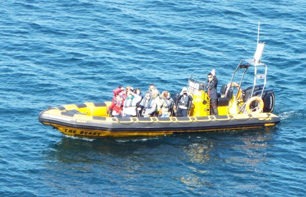 RIB ride to Puffin Island