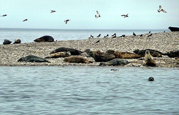 ribride Puffin Island