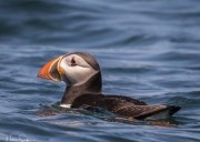 RIB ride to Puffin Island