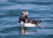 ribride to Puffin Island