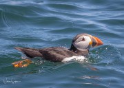 RIB ride to Puffin Island